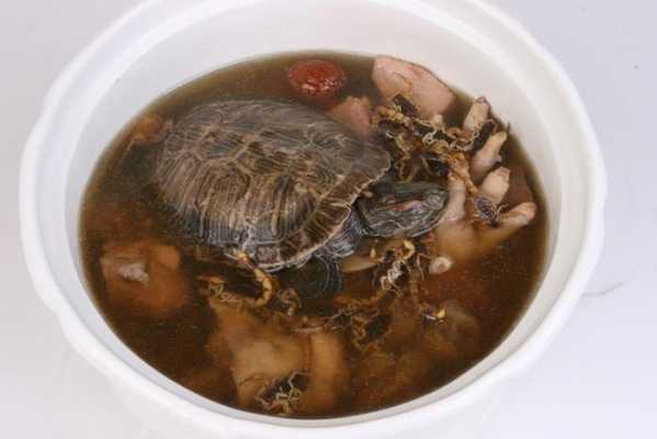 草龟炖汤有什么功效（草龟炖汤有什么功效和禁忌）